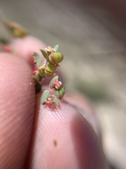 Euphorbia villifera