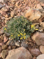 Physaria chambersii