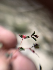 Euphorbia villifera
