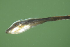 Aluterus schoepfii
