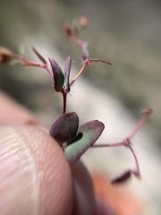 Euphorbia villifera
