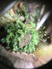 Fissidens