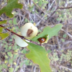 Symphoricarpos rotundifolius parishii