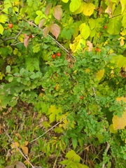 Berberis thunbergii
