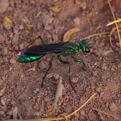 Chlorion aerarium