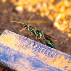 Chlorion aerarium