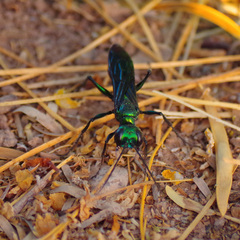 Chlorion aerarium
