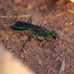 Chlorion aerarium