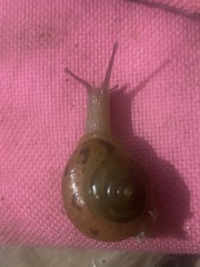 Ventridens ligera