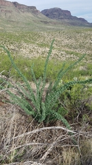 Fouquieriaceae