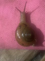 Ventridens ligera