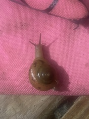 Ventridens ligera