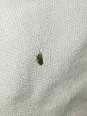 Errastunus ocellaris