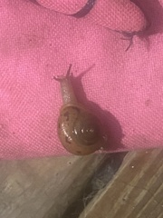 Ventridens ligera