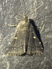 Tetanolita mynesalis