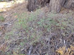 Symphoricarpos rotundifolius parishii