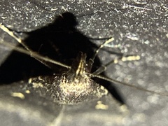 Tetanolita mynesalis