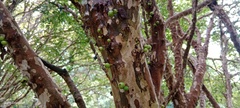 Plinia cauliflora