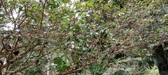 Plinia cauliflora