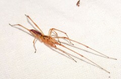 Cheiracanthium gracile