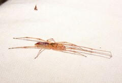 Cheiracanthium gracile