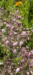Stevia viscida