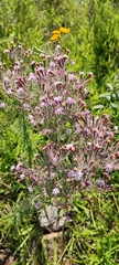 Stevia viscida