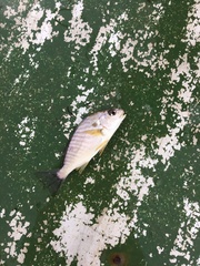 Leiostomus xanthurus