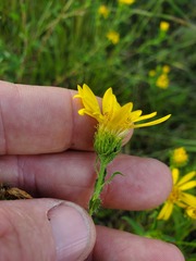 Grindelia lanceolata