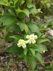 Mussaendeae
