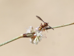 Physocephala texana
