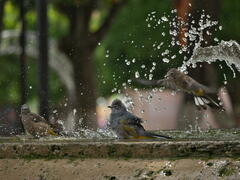 Ptiliogonys cinereus