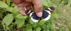 Heliconius eleuchia