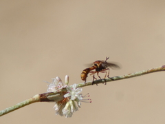Physocephala texana