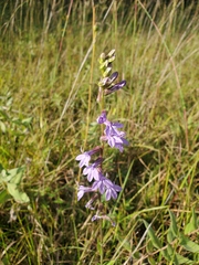 Lobelia gattingeri