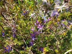 Calectasia