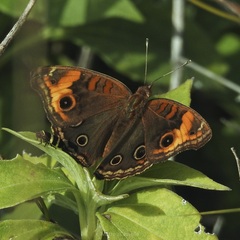 Junonia zonalis