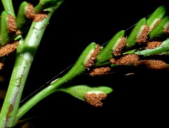 Asplenium appendiculatum appendiculatum