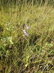 Lobelia gattingeri