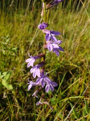 Lobelia gattingeri