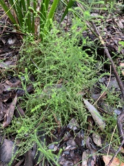 Dielsiodoxa lycopodioides