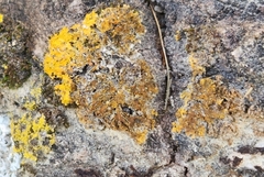 Xanthomendoza ulophyllodes