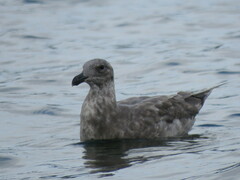 Larus glaucescens