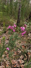 Boronia pinnata