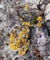 Xanthomendoza ulophyllodes
