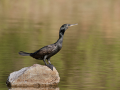 Phalacrocorax fuscicollis
