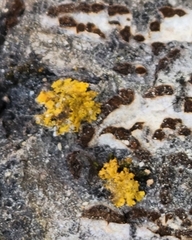 Xanthomendoza ulophyllodes