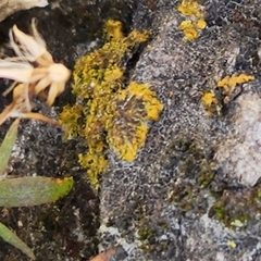 Xanthomendoza ulophyllodes
