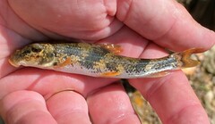 Hypentelium nigricans