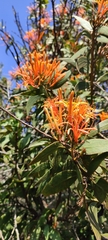 Psittacanthus schiedeanus